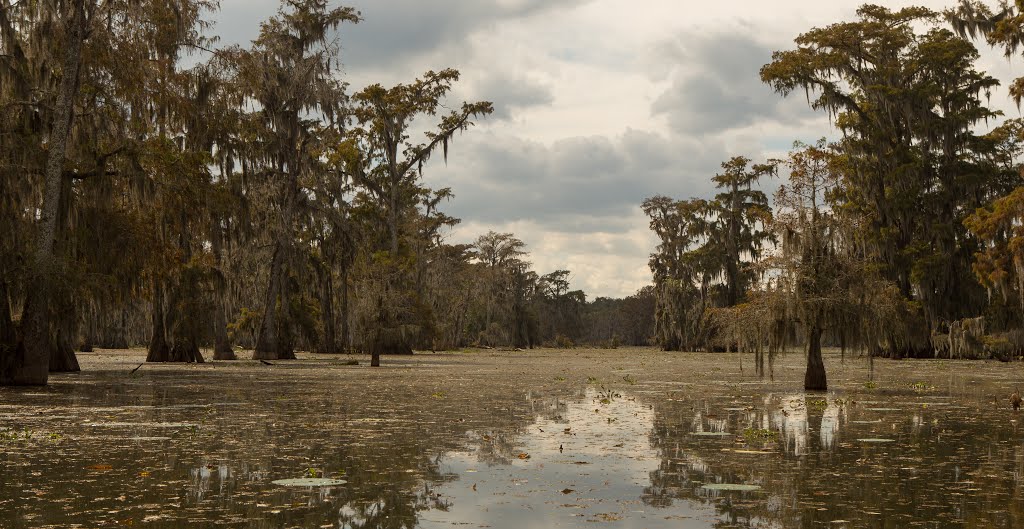 Bayou atmosphere... Lake Martin - October 2013
