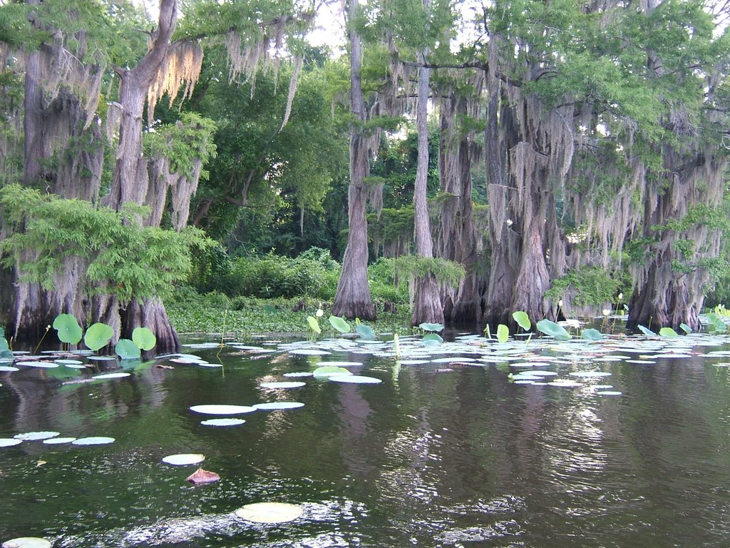 Caddo Lake