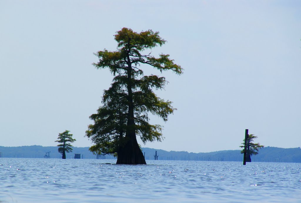 Swamp cypress trees in the eastern basin of Caddo Lake (2)