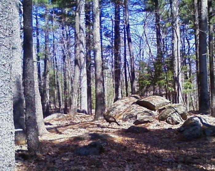 Turkey between holes 3 and 4
