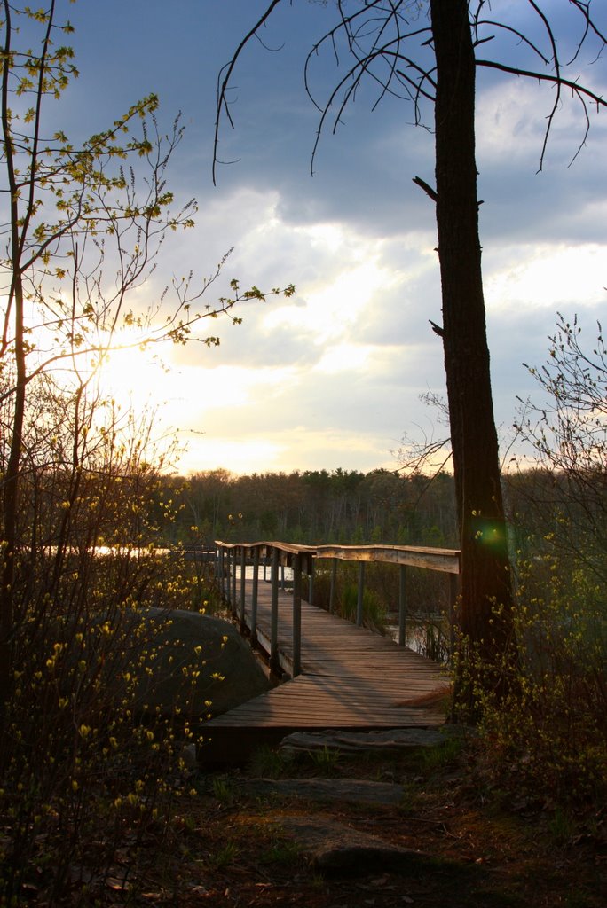 Wooden Walkway to Grassy Pond