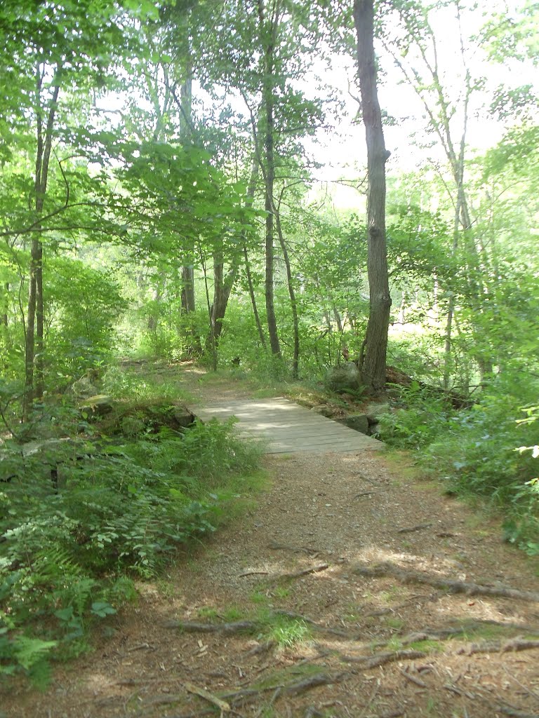 wooden bridge on main loop trail
