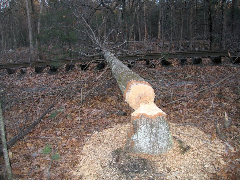 Beaver Halt Train Service