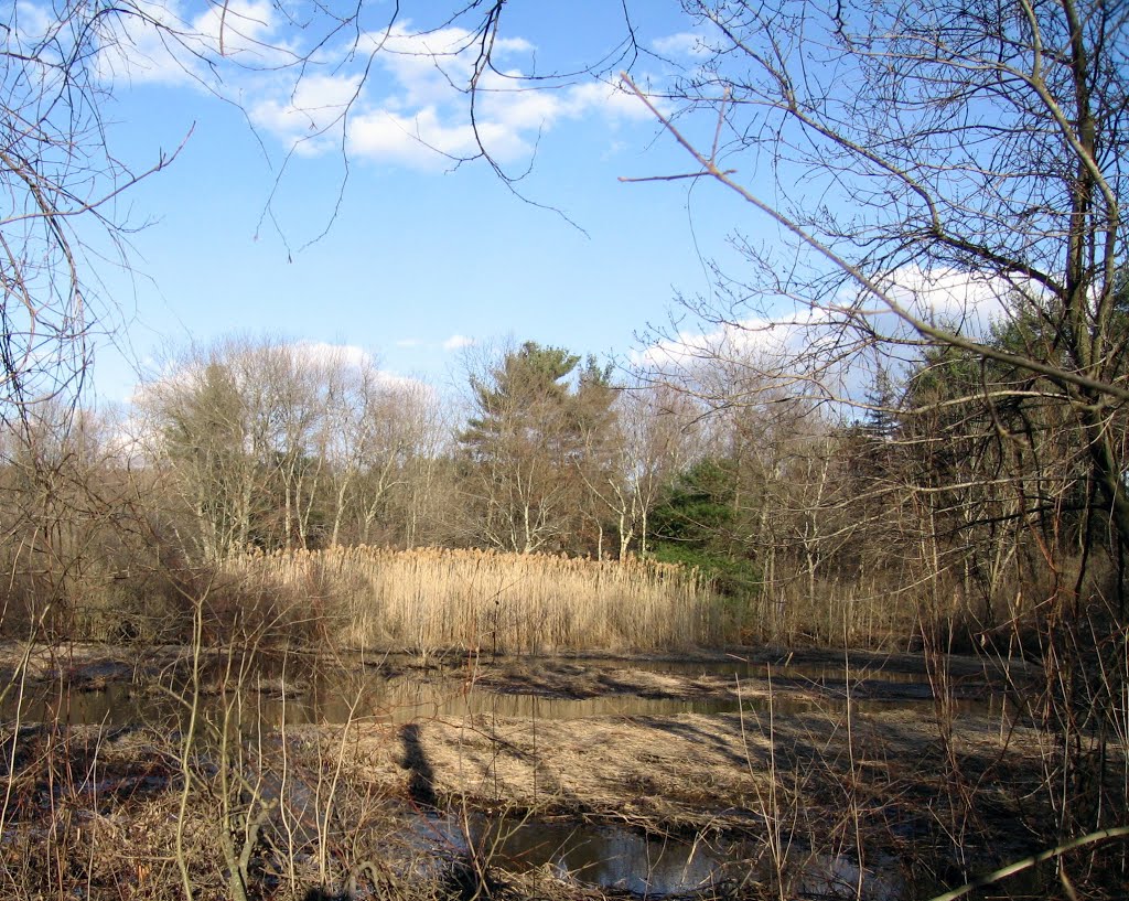 Wetland