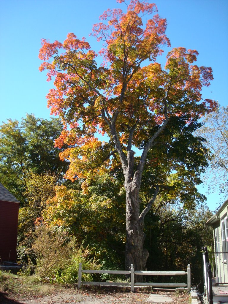 Fall in Andover