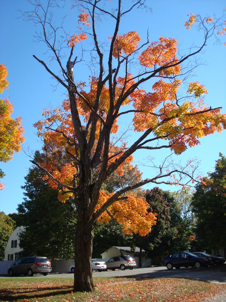 Fall in Andover