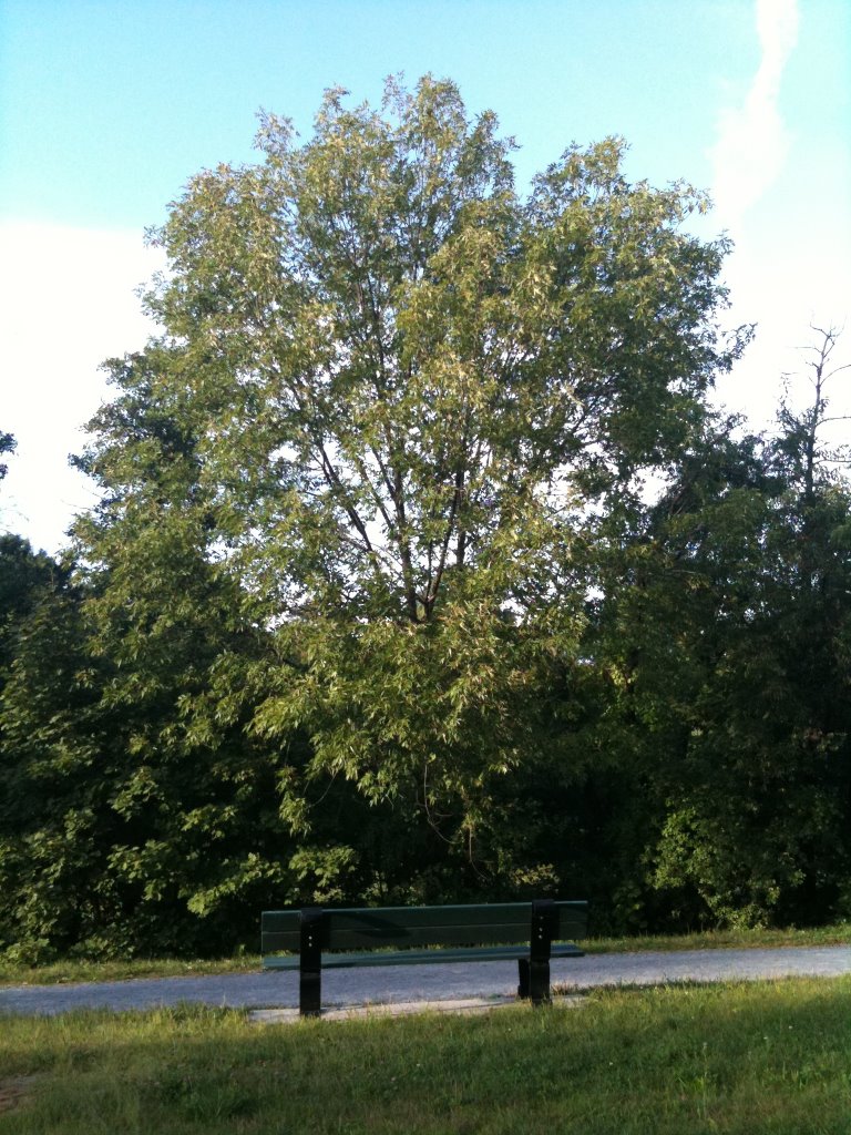 Ash - Native Tree