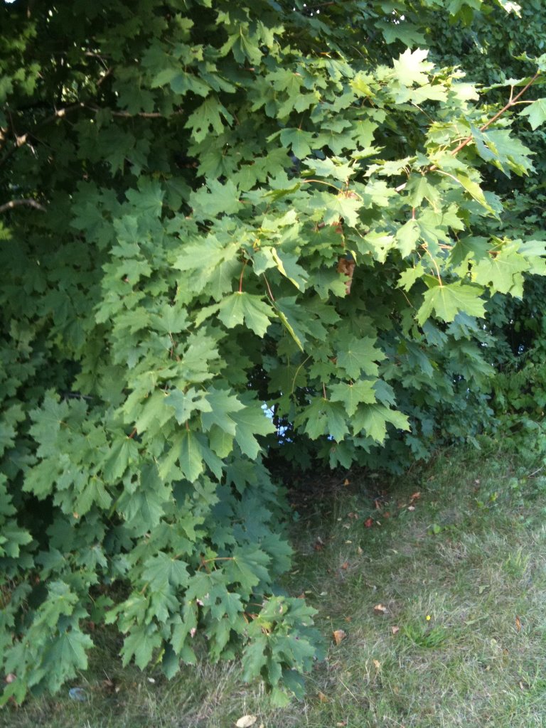Norway Maple - Invasive Tree