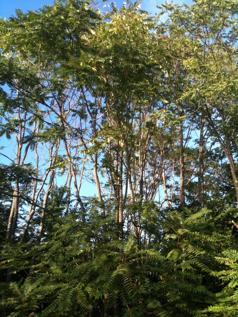 Tree of Heaven - Invasive Tree