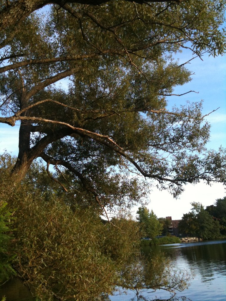 Weeping Willow - Native Tree