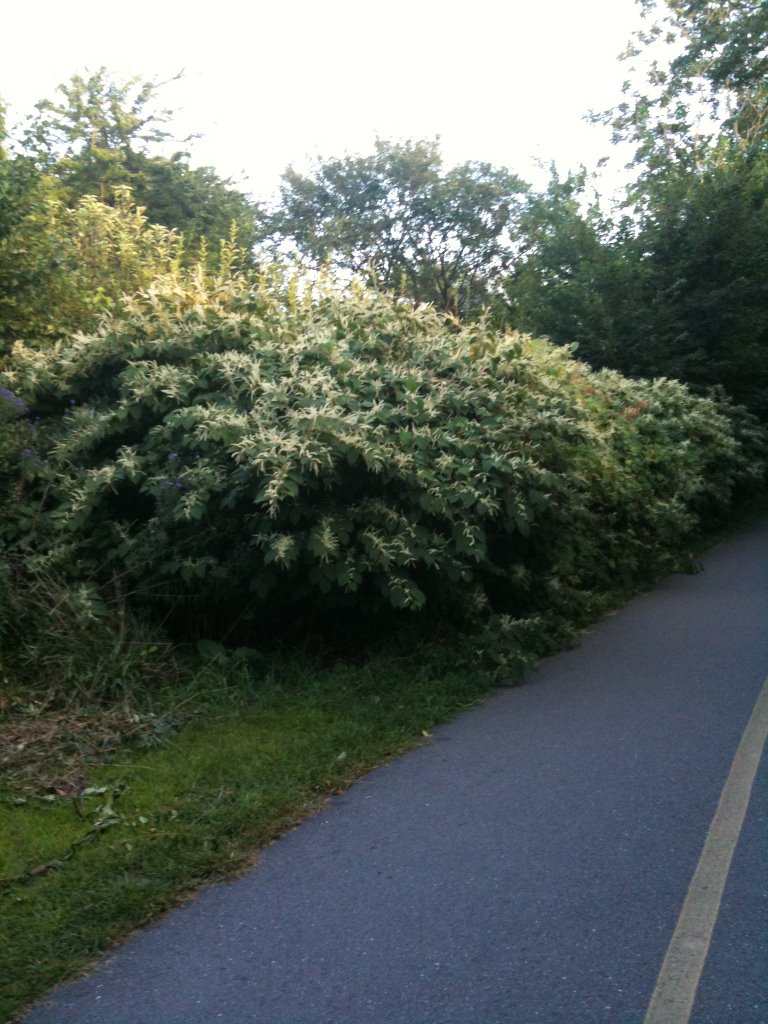 Japanese Knotweed - Invasive Perennial Herb