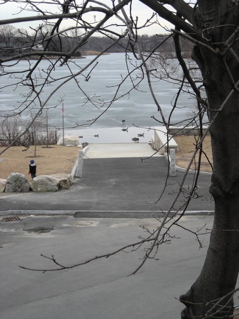 Spring ice and water birds on Spy Pond, Arlington. From my trail skating blog at http://minutemantrail.blogspot.com/2007/03/trail-conditions-arlington.html.