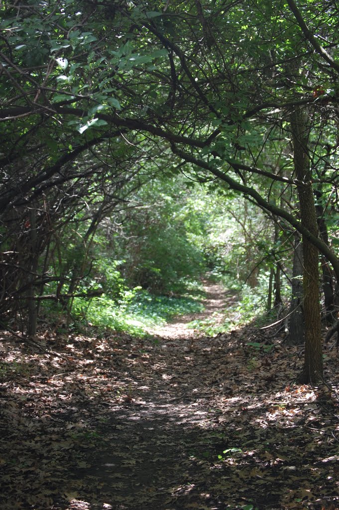 Brooks woods