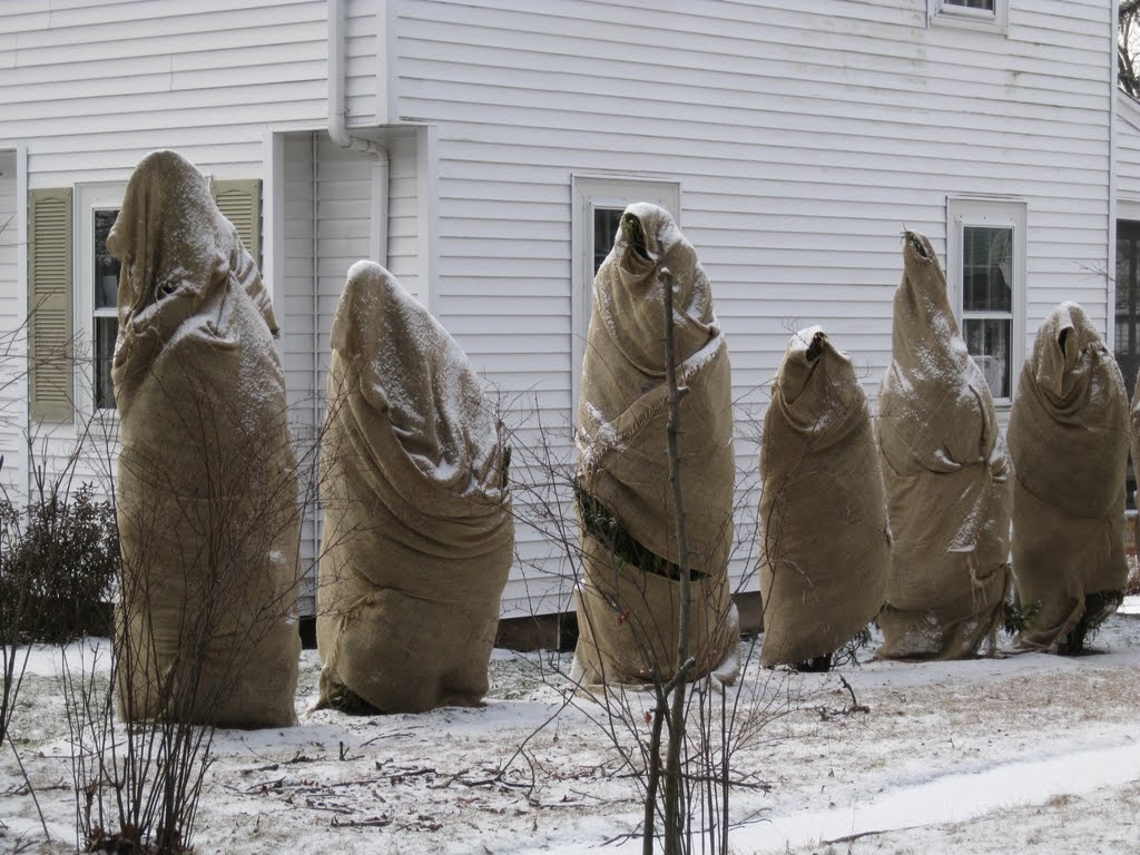Arborvitae looking like  robed monks in Arlington, MA