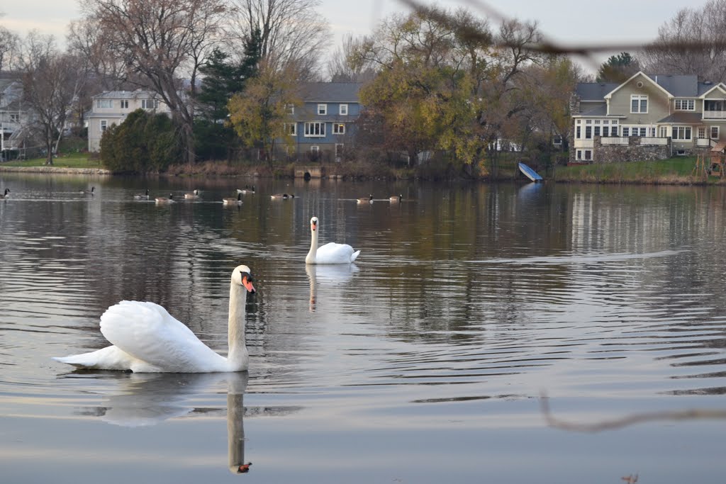 Cob & Pen on Little Pond