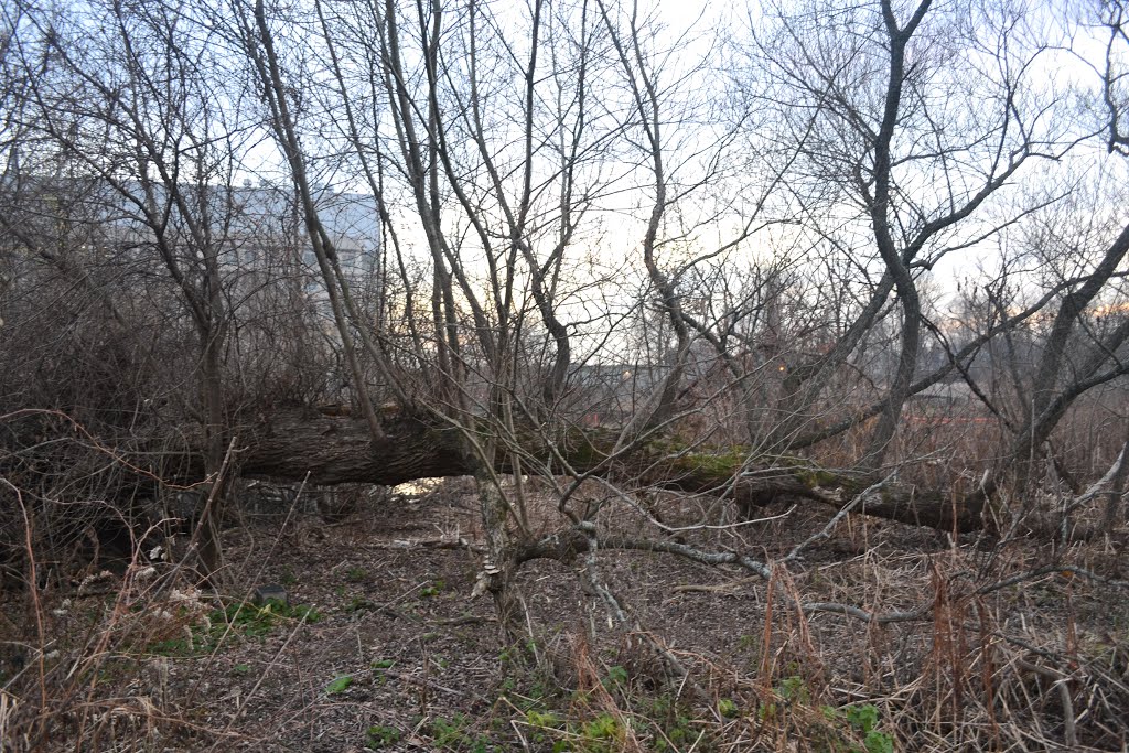 One Downed Tree turns itself into many smaller Trees