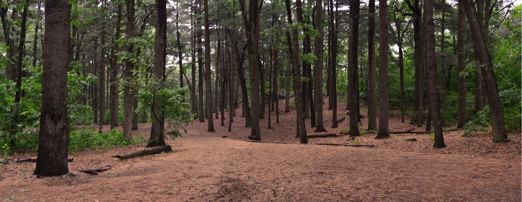 Monotomy Rocks, pine woods