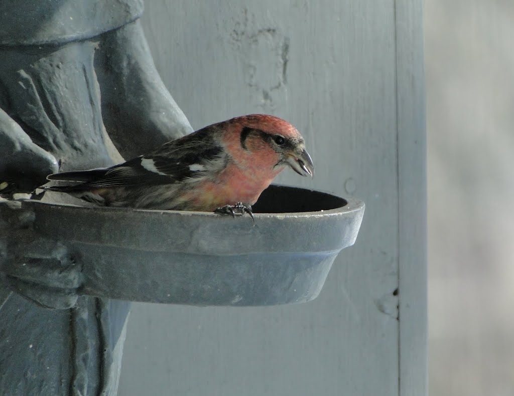 White-winged Crossbill