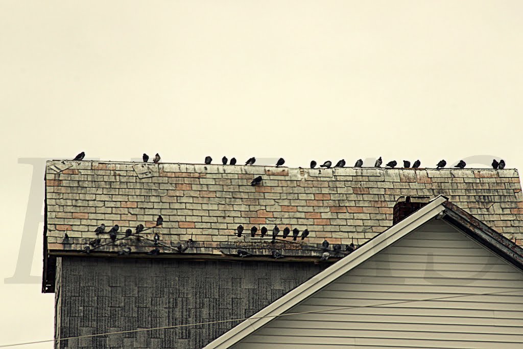 Roosting Over Agway