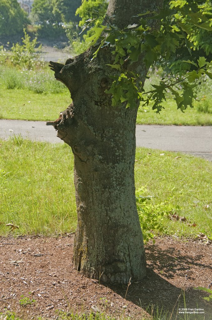 Grand Teton Tree