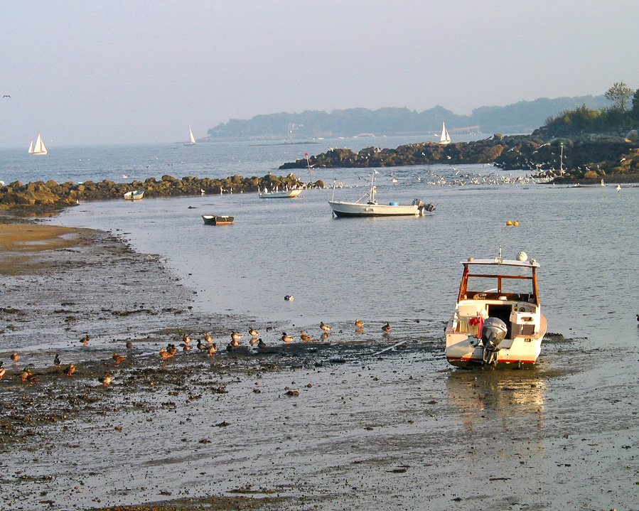 Juniper Cove at Low Tide