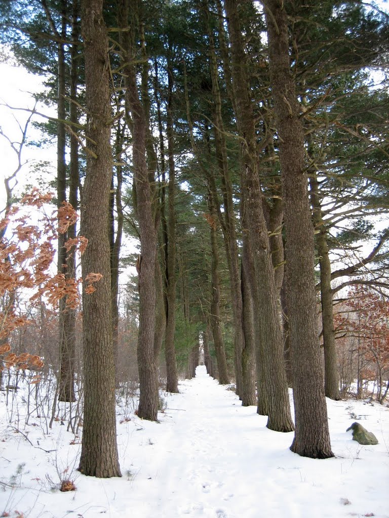 Rows of Trees, McLean Hospital, Belmont MA