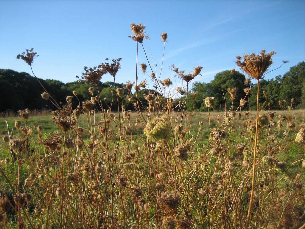 Queen Annes Lace, Rock Meadow