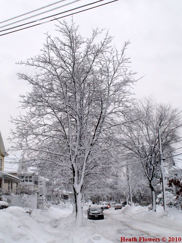Winter Tree