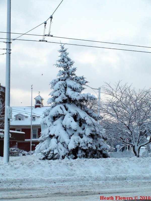 Waverley Square Snow Tree