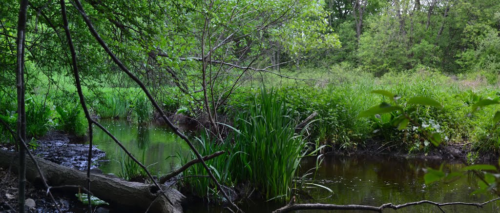 Beaver Brook, Belmont