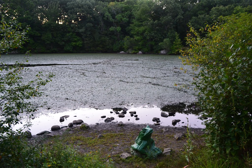 Froggy By the Duck Pond