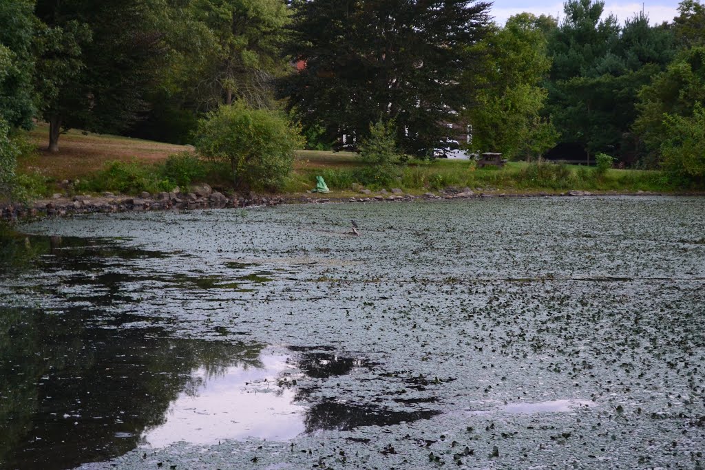Little Green Heron, Big Green Frog!