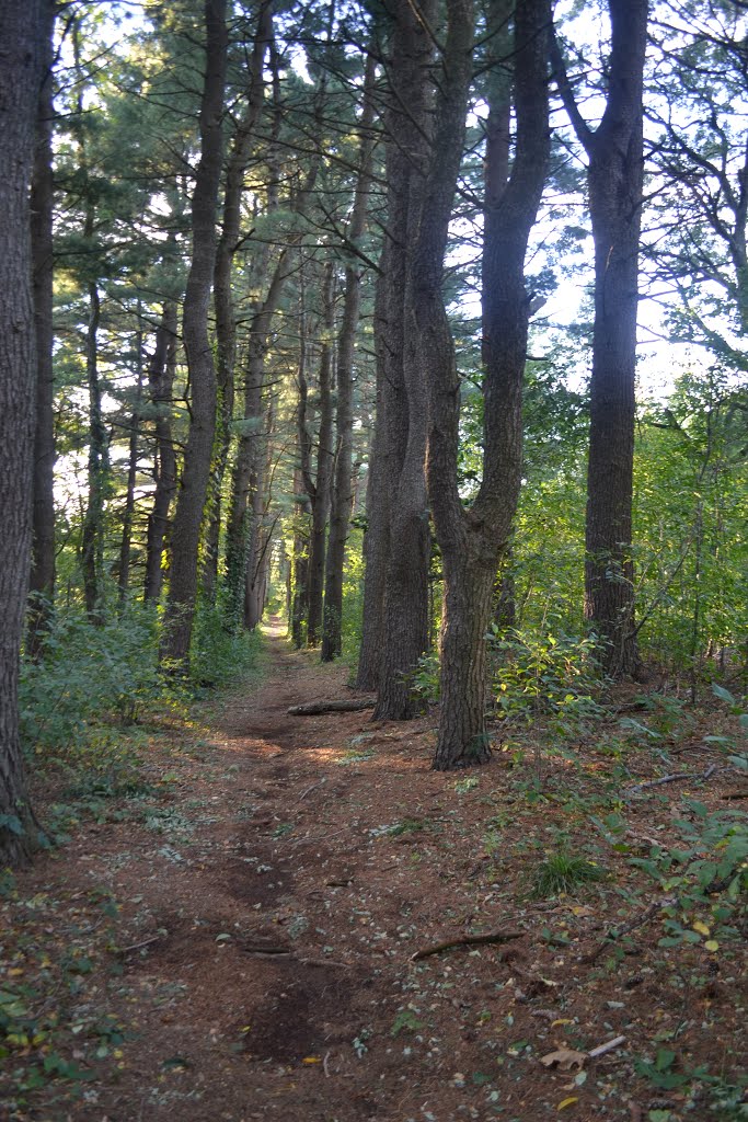 Pine Lined Path