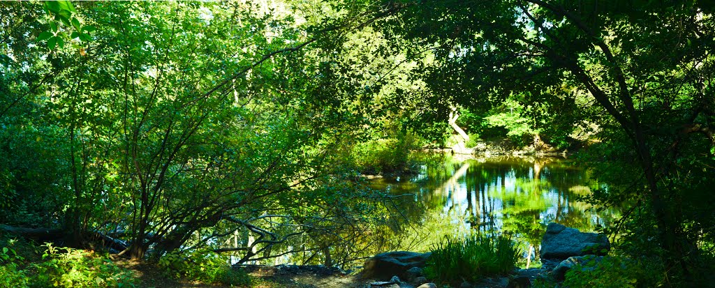 Turtle Pond