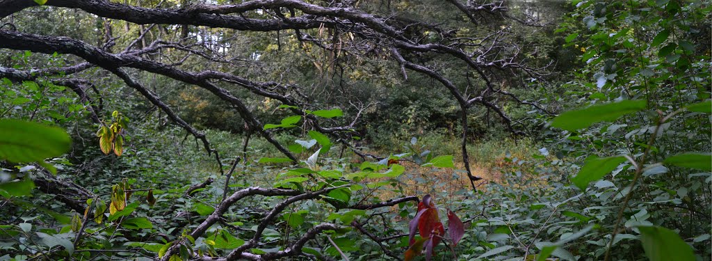 Vernal Pond (without water)