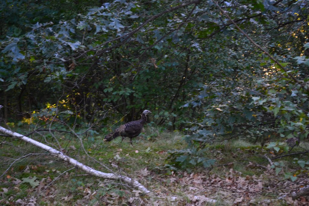 Wild Turkey