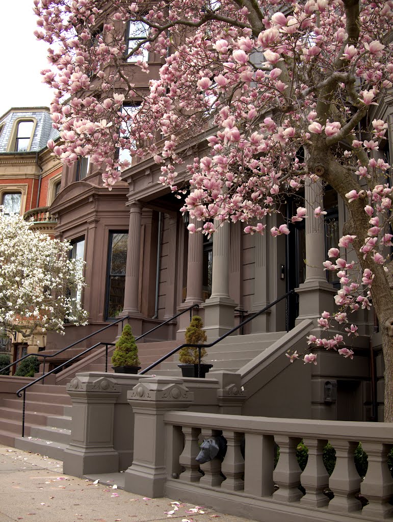 Spring in Boston... цветение магнолии кружит голову...