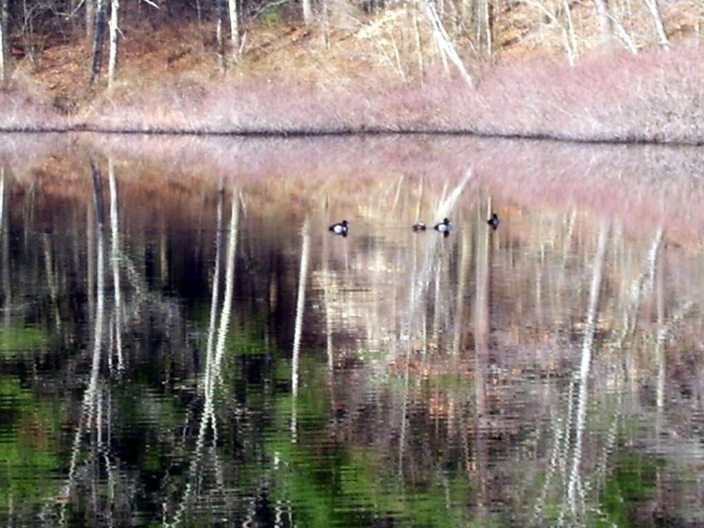 carvers pond 3