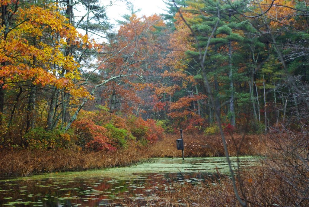 Bird house at Carver Pond