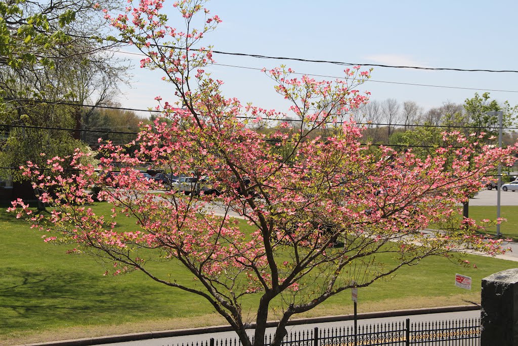 Mount Prospect Cemetery_Blossoms at the Gate