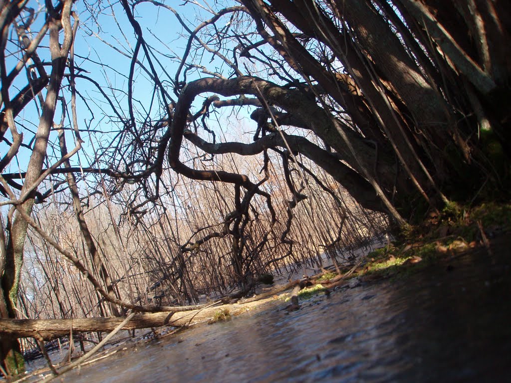 frozen swamp