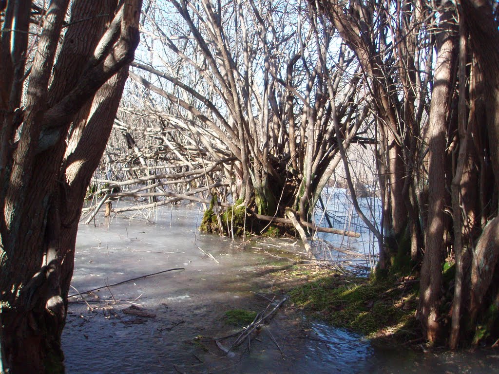 frozen swamp