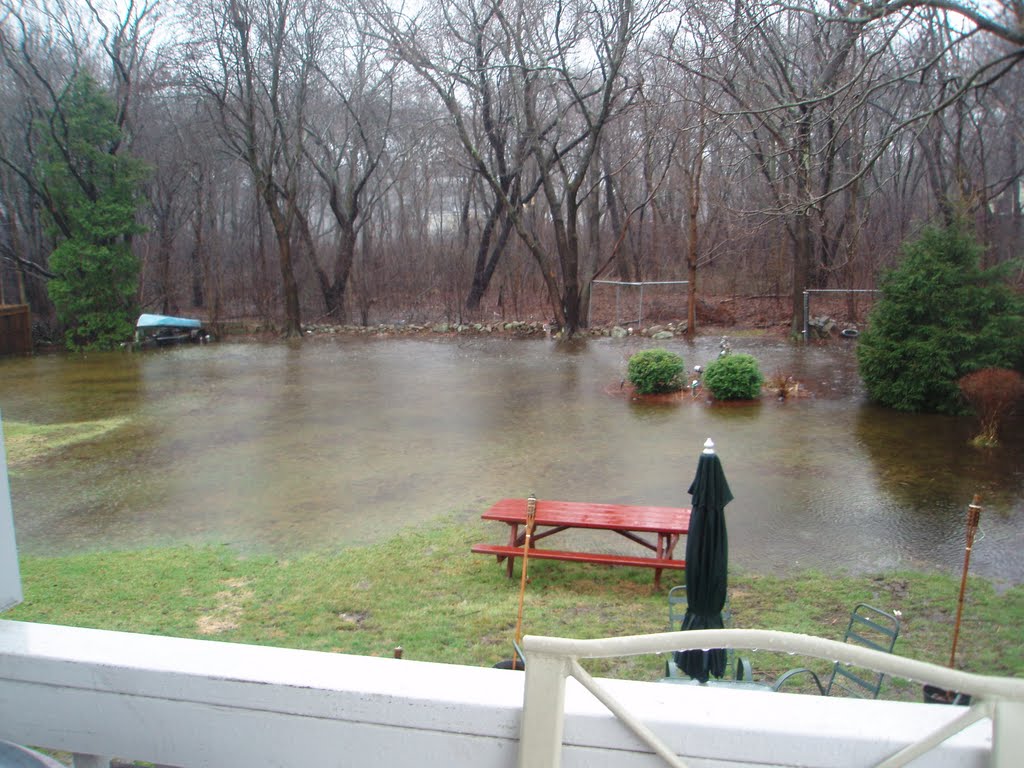 my flooded back yard(swamp land)