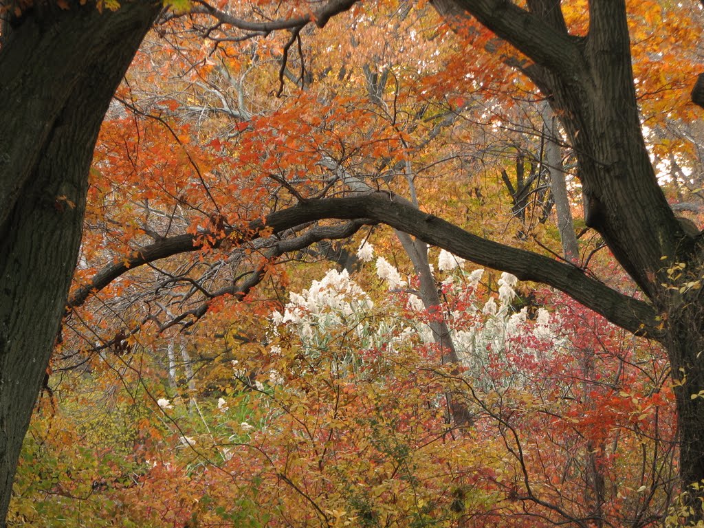 Autumn on Muddy river