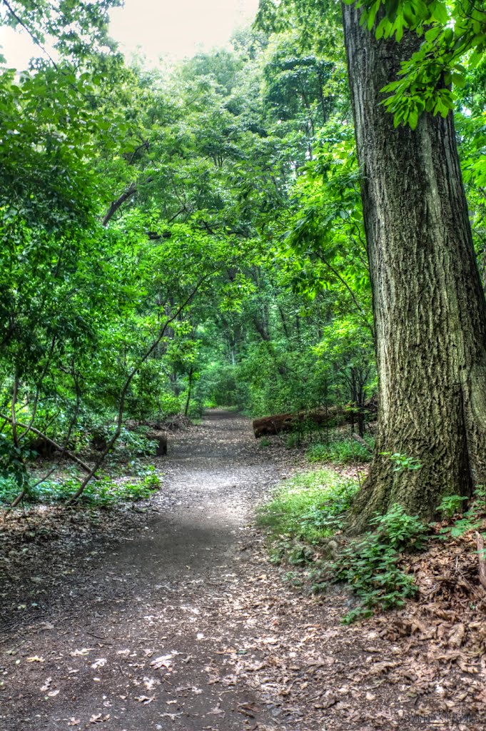 Hiking in Jamaica Plain
