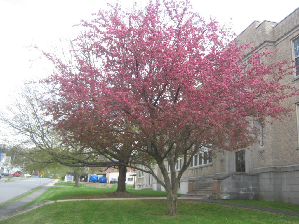 Tree by Holy Trinity