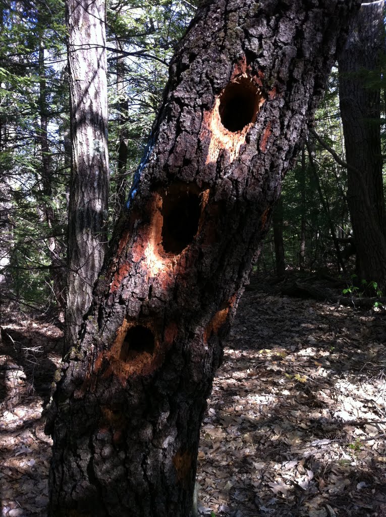 Huge Pileated Woodpeckers out here in Temple Woods