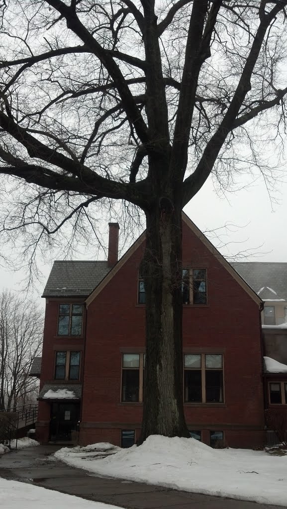 Second Congregational - Quercus palustrus