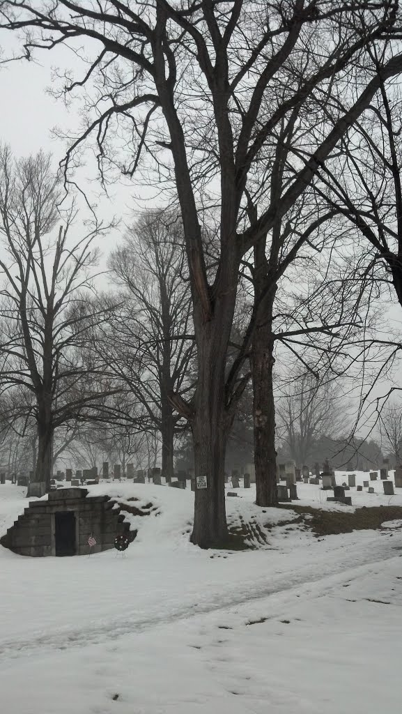 Federal Street Cemetery - Quercus alba