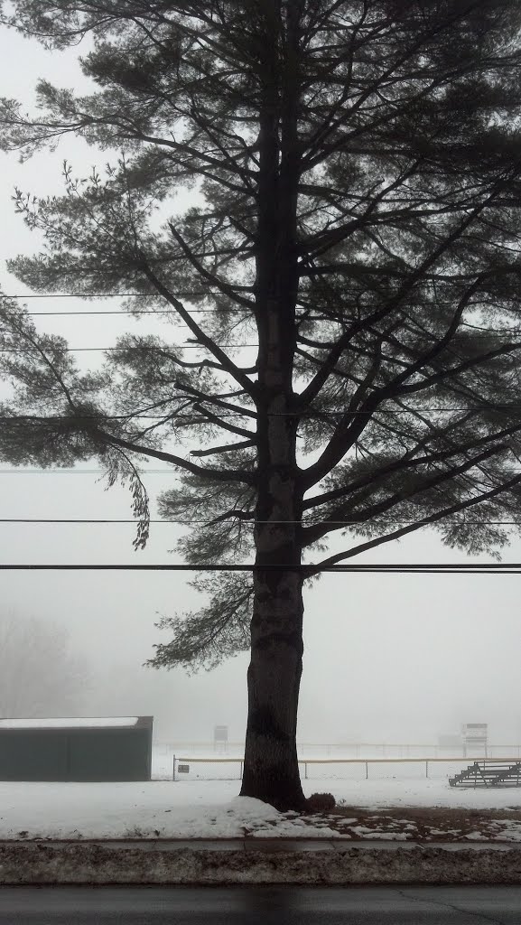 Lunt Property - Pinus strobus